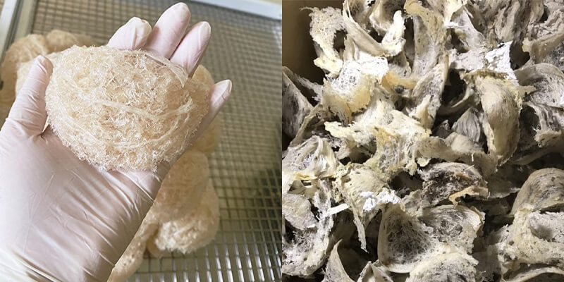 Nên chọn mua yến thô hay yến tinh chế