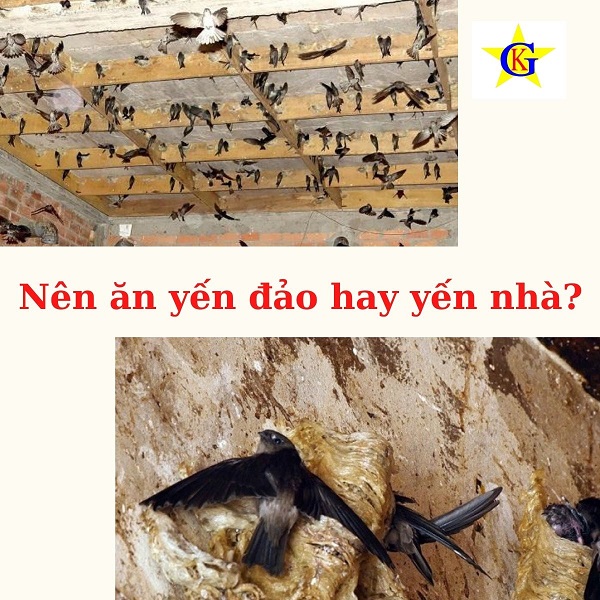 Nên ăn yến đảo hay yến nhà