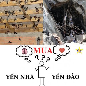 Người tiêu dùng thông thái lựa chọn yến nhà hay yến đảo