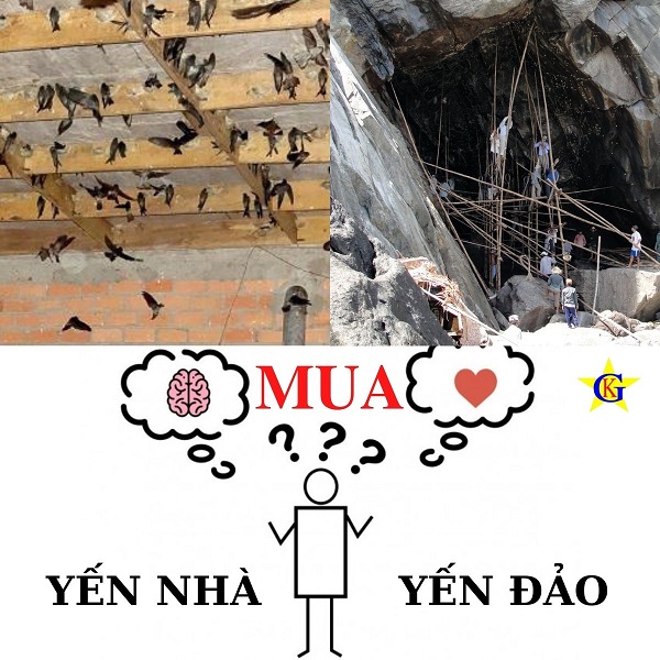 Người tiêu dùng thông thái lựa chọn yến nhà hay yến đảo